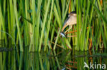 Little Bittern (Ixobrychus minutus)