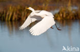 Grote zilverreiger (Casmerodius albus)