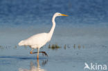 Great White Egret