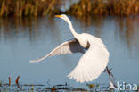 Grote zilverreiger (Casmerodius albus)