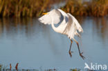 Great White Egret