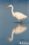 Grote zilverreiger (Casmerodius albus)