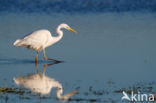 Great White Egret