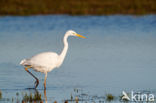 Grote zilverreiger (Casmerodius albus)