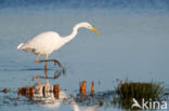 Grote zilverreiger (Casmerodius albus)