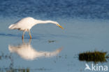 Grote zilverreiger (Casmerodius albus)