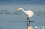 Great White Egret