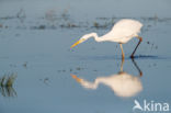 Grote zilverreiger (Casmerodius albus)