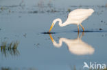 Grote zilverreiger (Casmerodius albus)