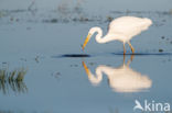 Grote zilverreiger (Casmerodius albus)