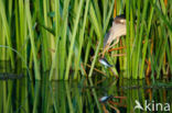 Little Bittern (Ixobrychus minutus)