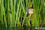 Little Bittern (Ixobrychus minutus)