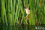 Little Bittern (Ixobrychus minutus)