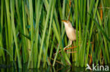 Little Bittern (Ixobrychus minutus)