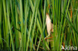 Little Bittern (Ixobrychus minutus)