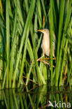 Little Bittern (Ixobrychus minutus)