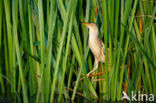 Little Bittern (Ixobrychus minutus)