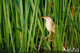 Little Bittern (Ixobrychus minutus)