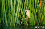 Little Bittern (Ixobrychus minutus)