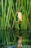 Little Bittern (Ixobrychus minutus)