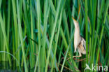 Little Bittern (Ixobrychus minutus)