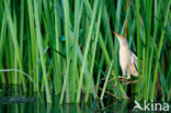 Little Bittern (Ixobrychus minutus)