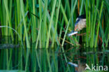 Little Bittern (Ixobrychus minutus)