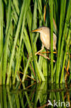 Little Bittern (Ixobrychus minutus)