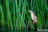 Little Bittern (Ixobrychus minutus)