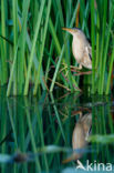 Little Bittern (Ixobrychus minutus)