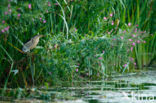 Little Bittern (Ixobrychus minutus)