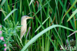 Little Bittern (Ixobrychus minutus)