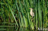 Little Bittern (Ixobrychus minutus)