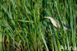 Little Bittern (Ixobrychus minutus)