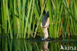 Little Bittern (Ixobrychus minutus)