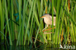 Little Bittern (Ixobrychus minutus)