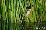 Little Bittern (Ixobrychus minutus)