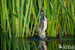 Little Bittern (Ixobrychus minutus)