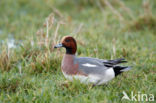 Wigeon (Anas penelope)