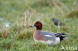 Wigeon (Anas penelope)