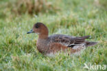 Wigeon (Anas penelope)