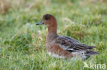 Wigeon (Anas penelope)