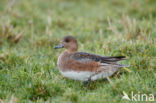 Wigeon (Anas penelope)