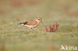 Northern Wheatear (Oenanthe oenanthe)