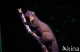 Pine Marten (Martes martes)