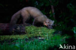 Pine Marten (Martes martes)