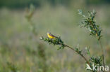 Gele Kwikstaart (Motacilla flava)