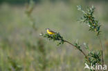 Gele Kwikstaart (Motacilla flava)