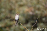 Grauwe Vliegenvanger (Muscicapa striata)