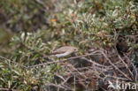 Grauwe Vliegenvanger (Muscicapa striata)